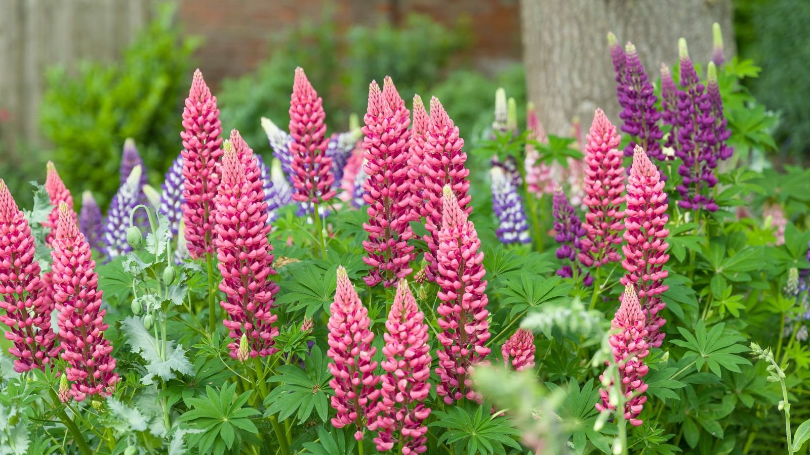 A composition of pink and purple colored flowers alongside green leaves in a well lit area outdoors