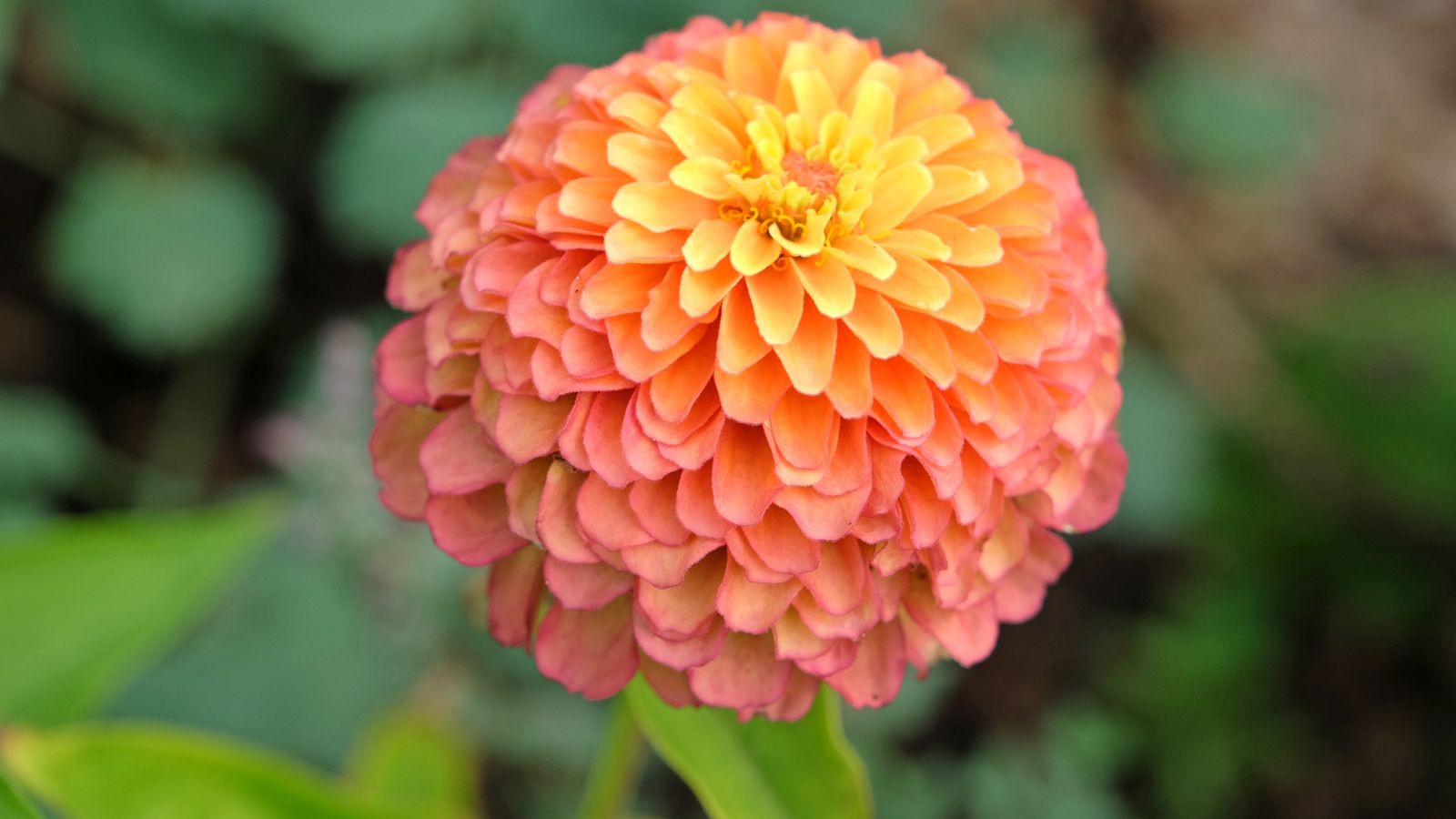 A flower head appearing round and delicate, having bright pink to yellow hues surrounded by green foliage