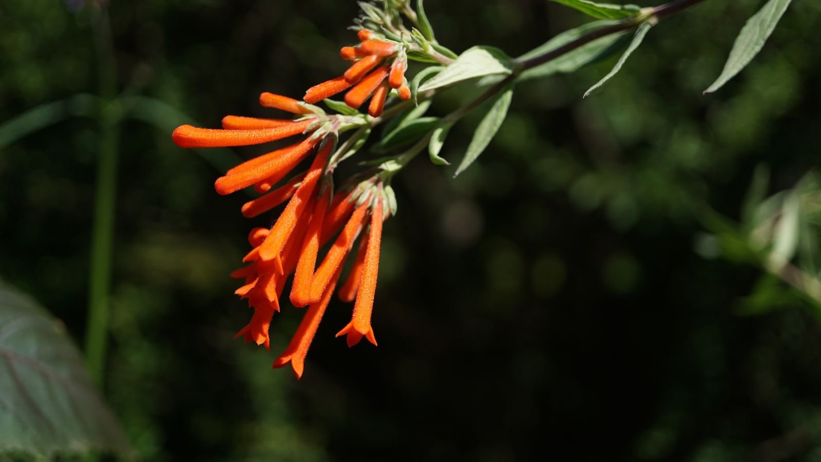 A healthy-looking Bouvardia ternifolia stem appearing woody with long and smooth leaves