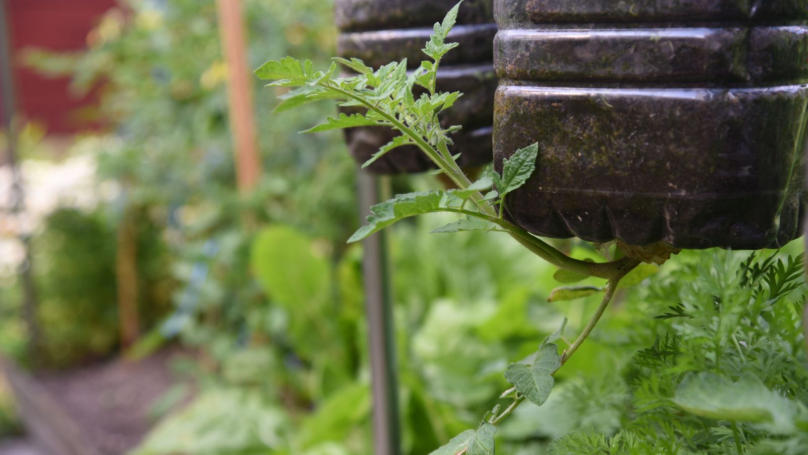A healthy seedling with green leaves hung upside down, with other greens in the background