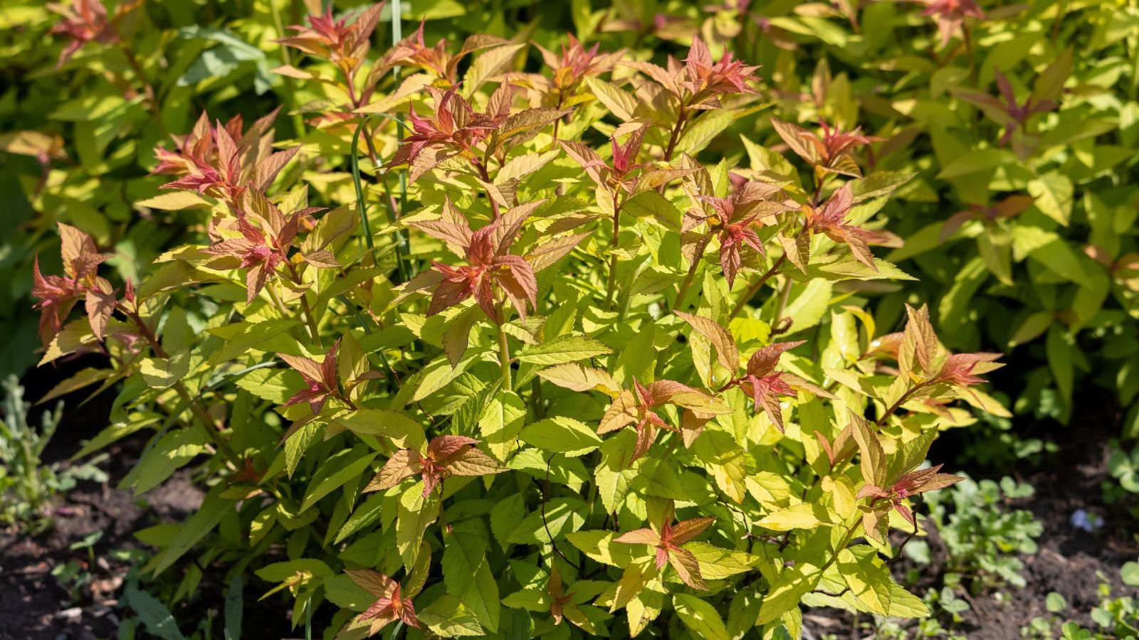 A healthy shrub with reddish foliage near the tips, appearing healthy under the warm sunlight