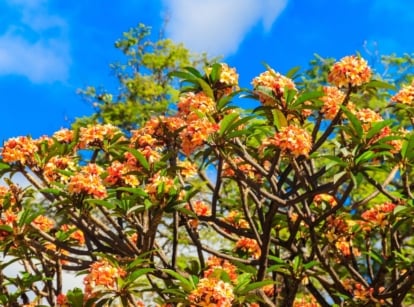 A healthy tree prone to plumeria problems, having bright orange flowers and green leaves