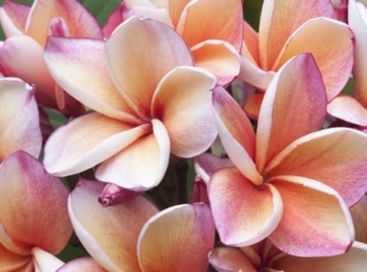A list of plumeria varieties, with soft petals with pink hue and yellow shaded centers