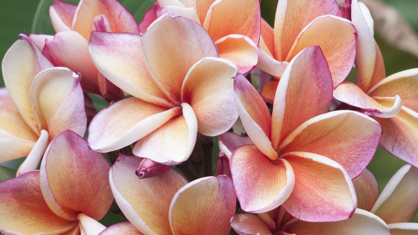 A list of plumeria varieties, with soft petals with pink hue and yellow shaded centers