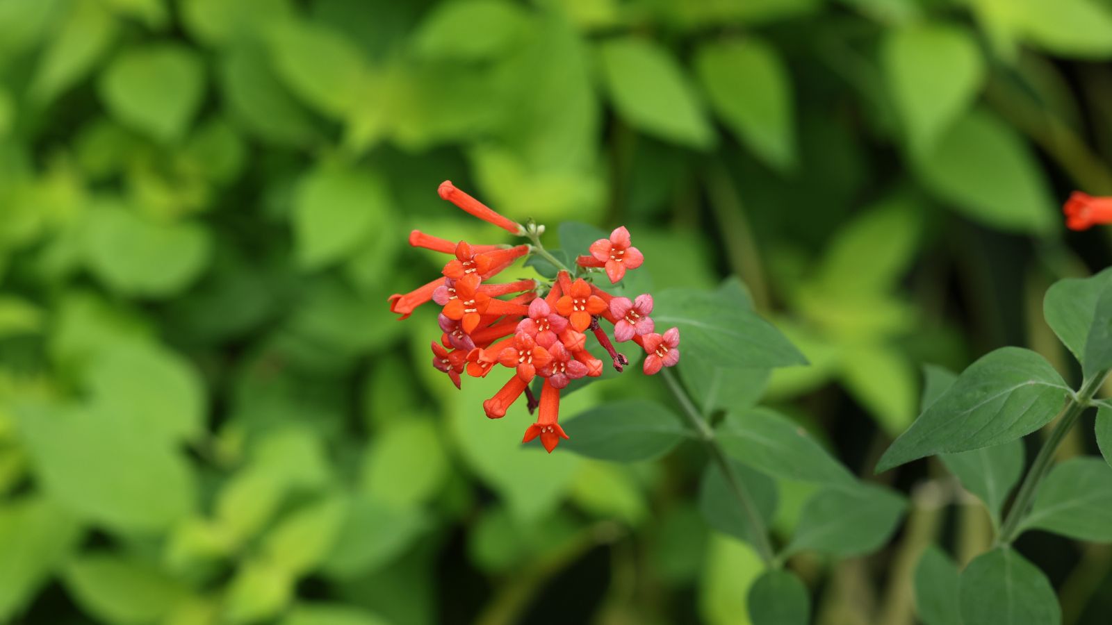 A lovely Bouvardia ternifolia plant with a cluster of red and pink blooms surrounded by bright green foliage