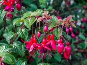 A lovely and healthy plant with some fuschias pots containers, having vivid and colorful blooms with deep green leaves