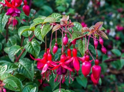 A lovely and healthy plant with some fuschias pots containers, having vivid and colorful blooms with deep green leaves