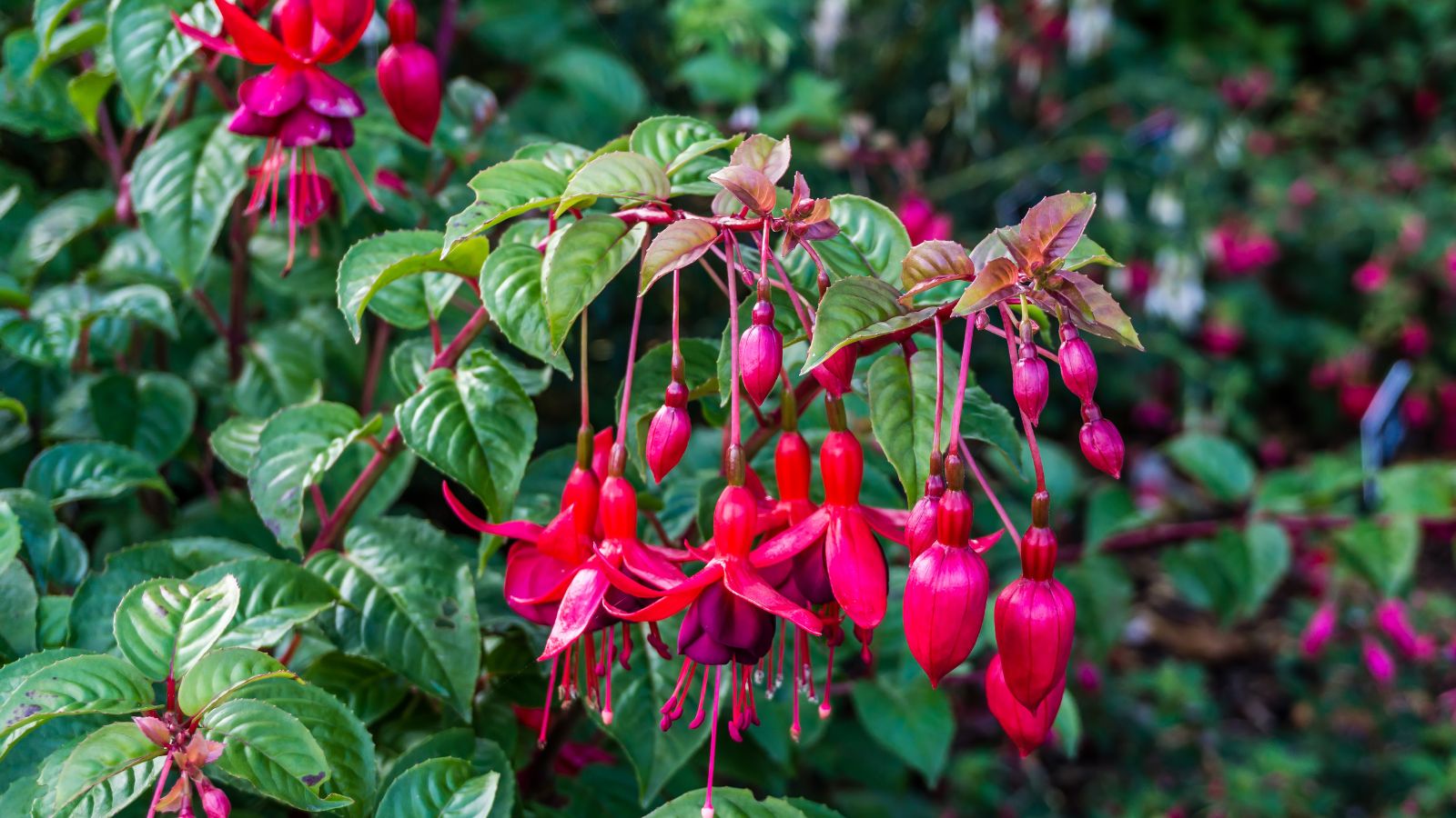 A lovely and healthy plant with some fuschias pots containers, having vivid and colorful blooms with deep green leaves
