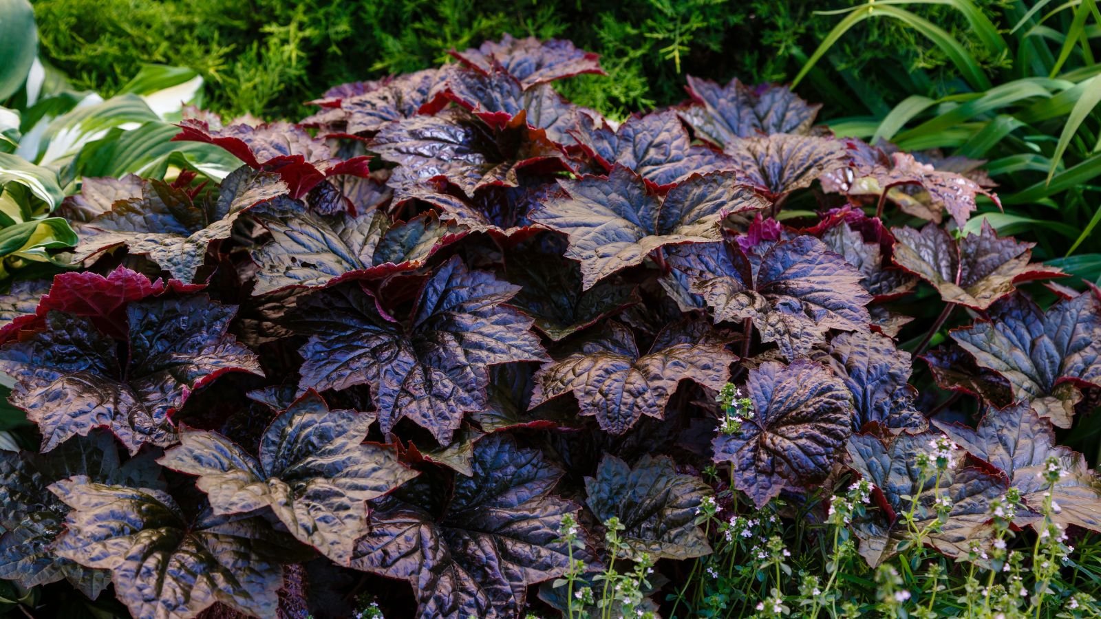 A lush and deep purple Heucheras with wide and waxy leaves with serrated edges