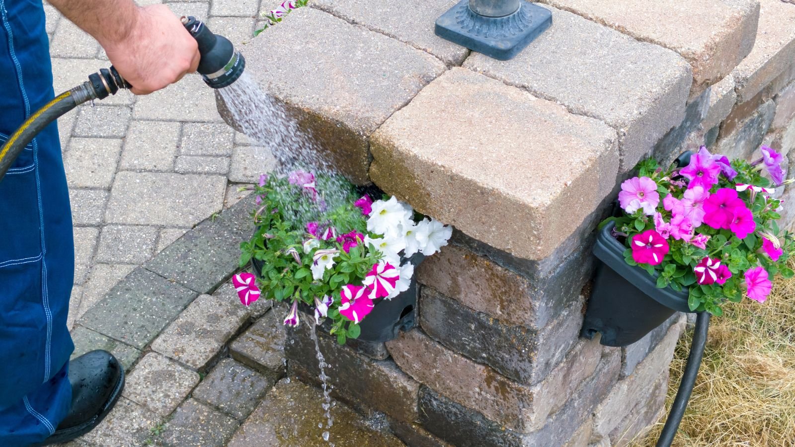 A man holding a hose to spray on container plants meant to deter and knock off insects