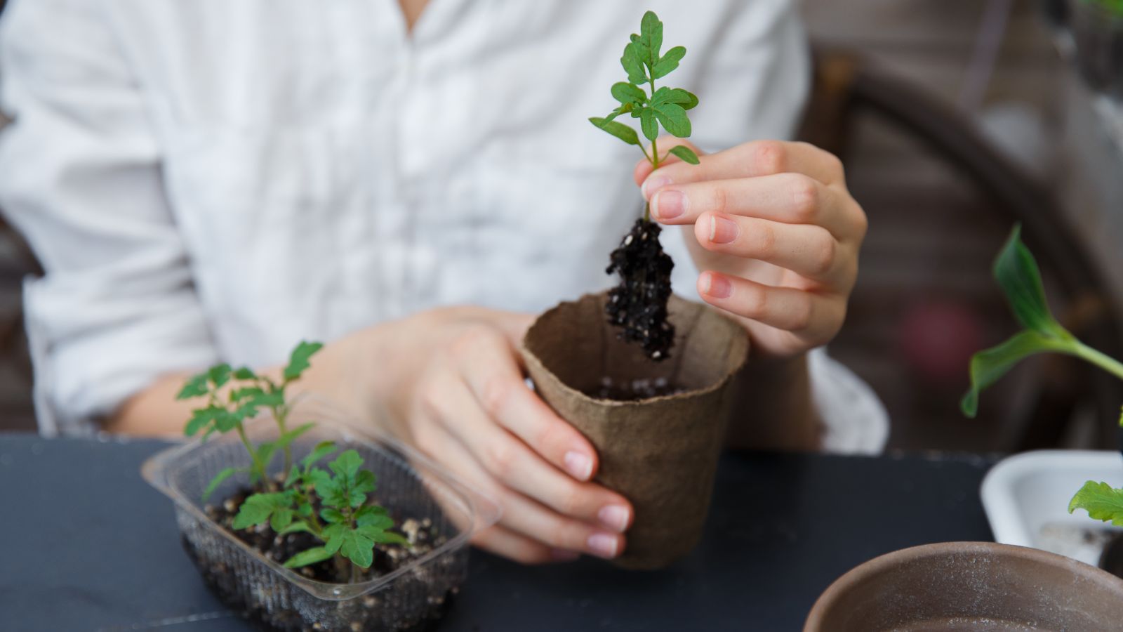 A person holding a seedling between fingers, exposing the roots with clumps of soil