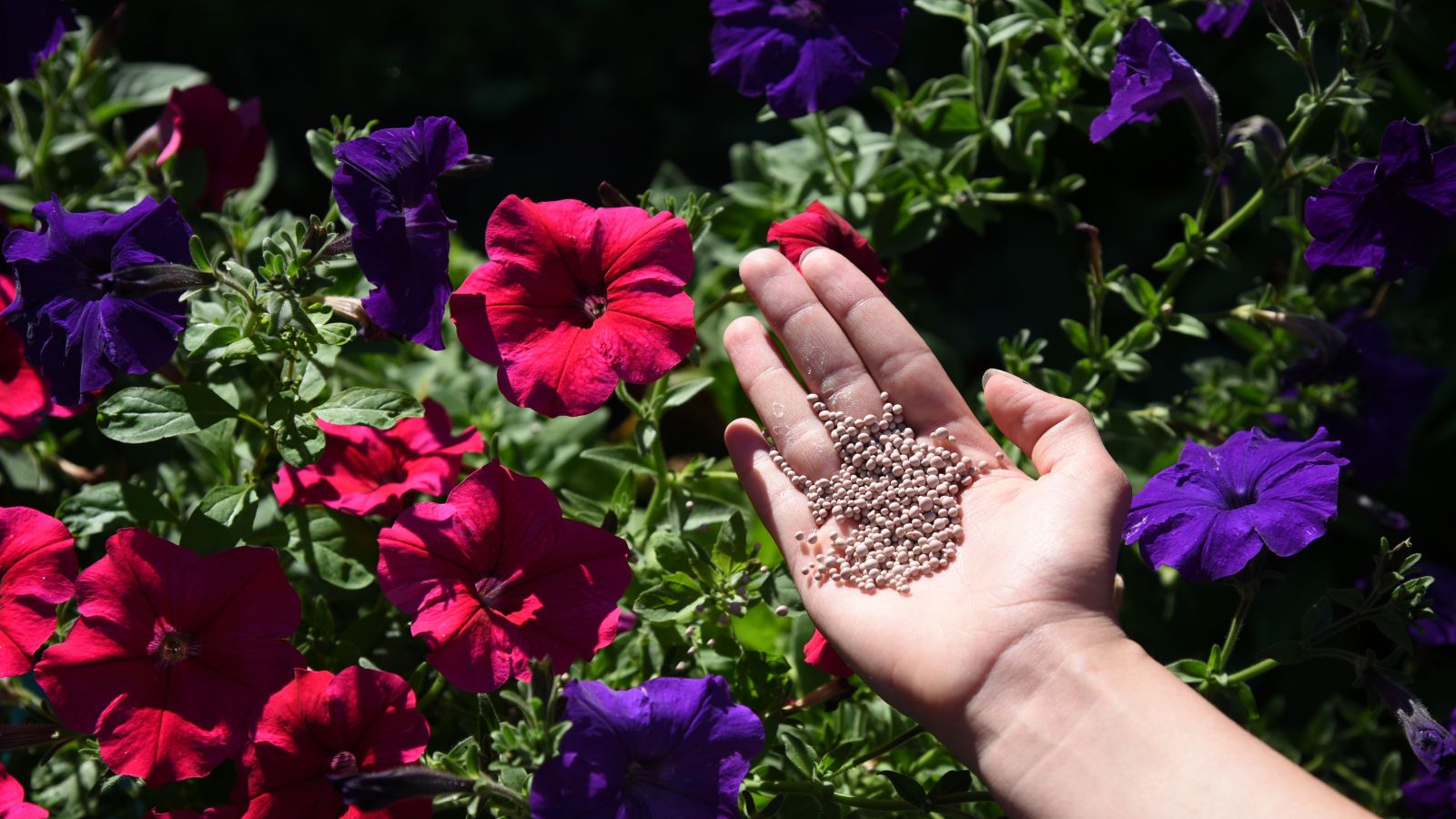 A person holding fertilizer over a flowering bush, having countless flowers of red and purple hues