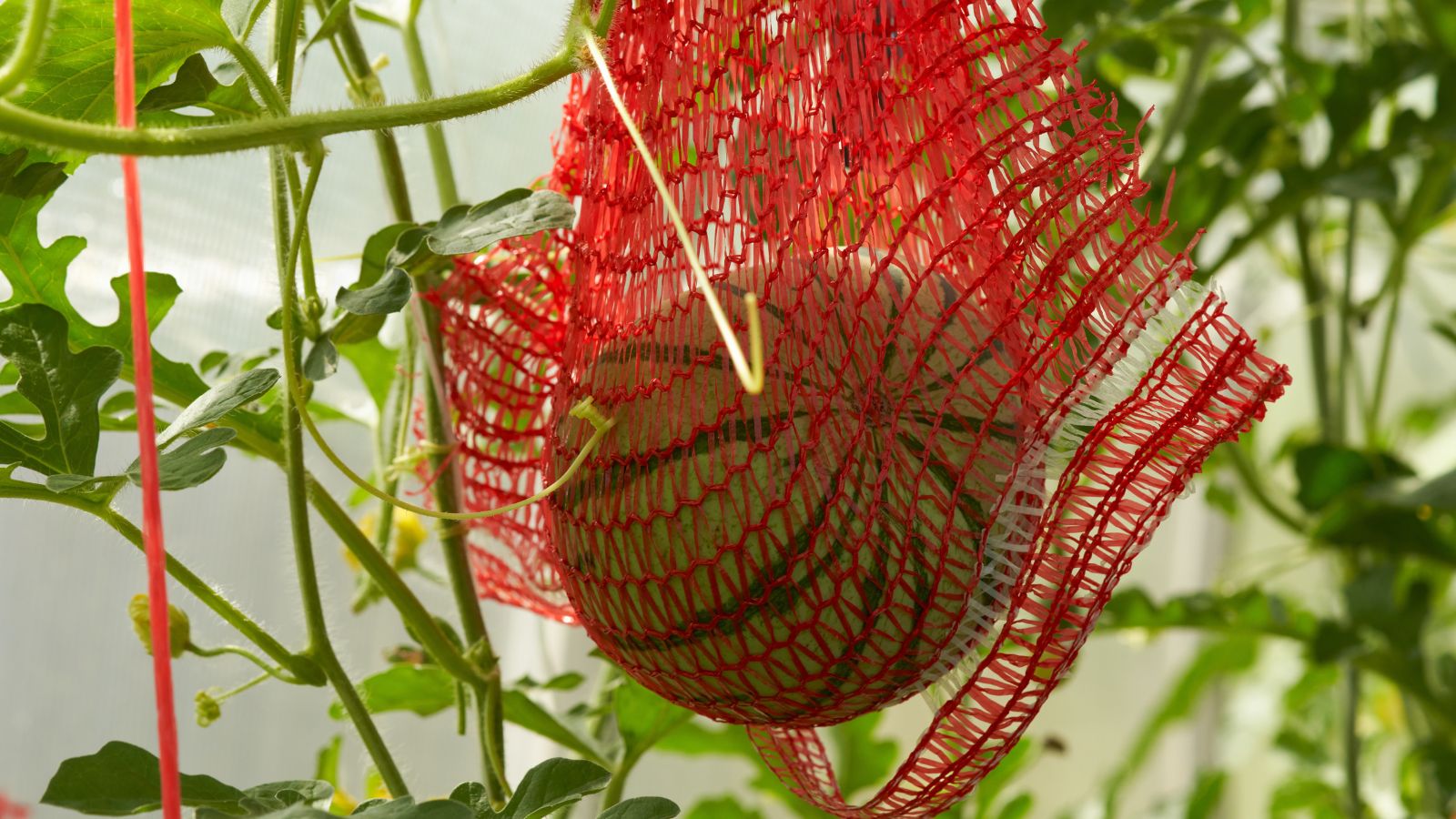 A round green crop hanging on the vine supported by a bright red net