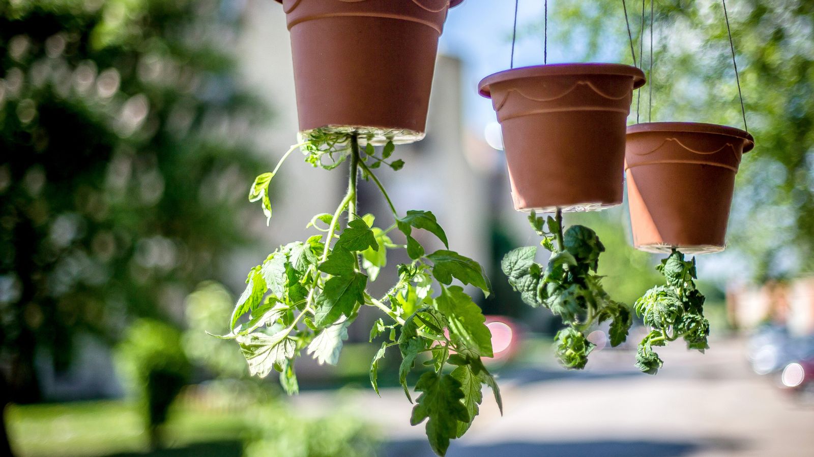 A row of seedlings hanging upside down placed in a row somewhere sunny having greens in the background