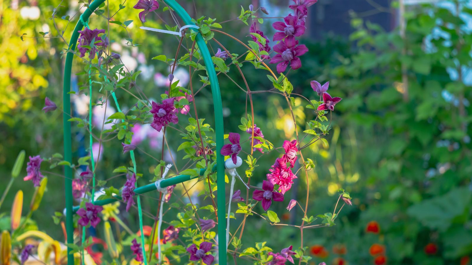 A shot of a developing vining plant and its small pink flowers, supported by a metal trellis outdoors