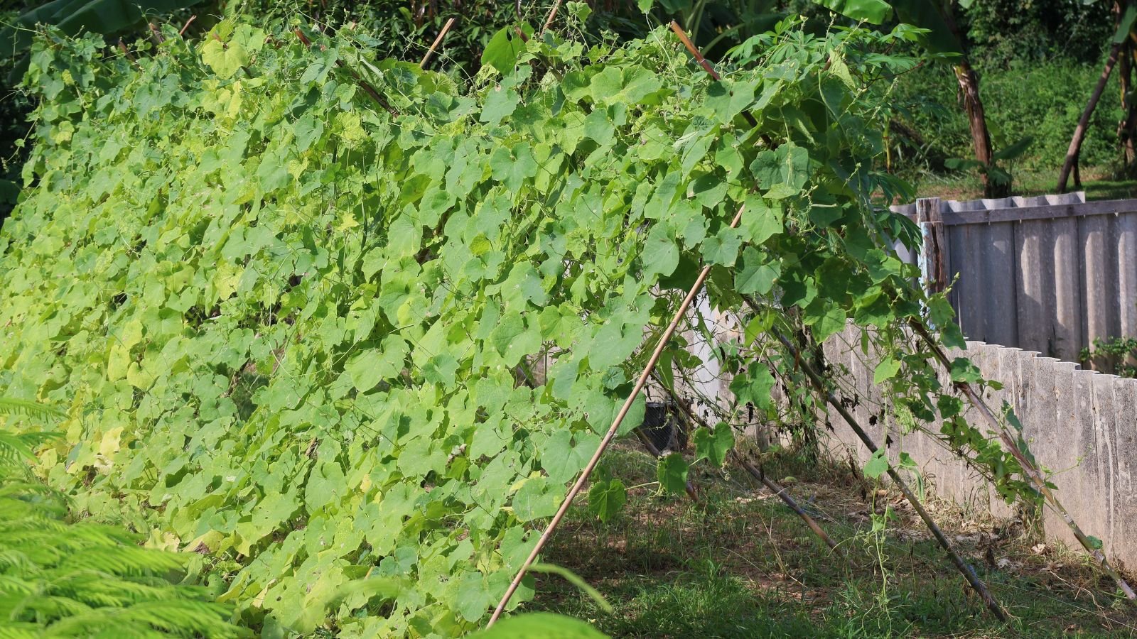 A shot of a large A-frame trellis with several developing foliage of a summer squash crop, all situated in a well lit area outdoors
