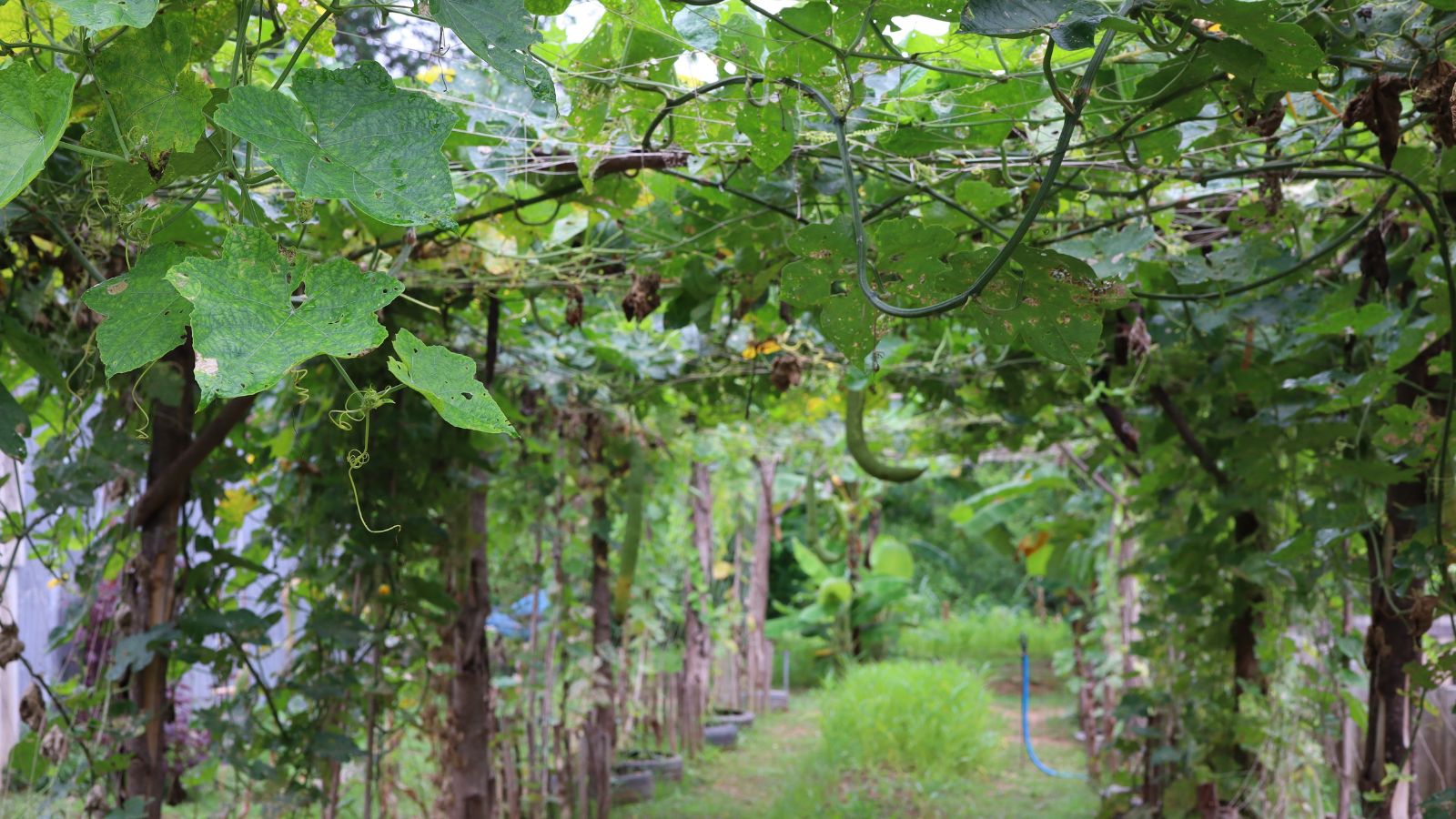 A shot of a large archway trellis with several developing vining squash crops