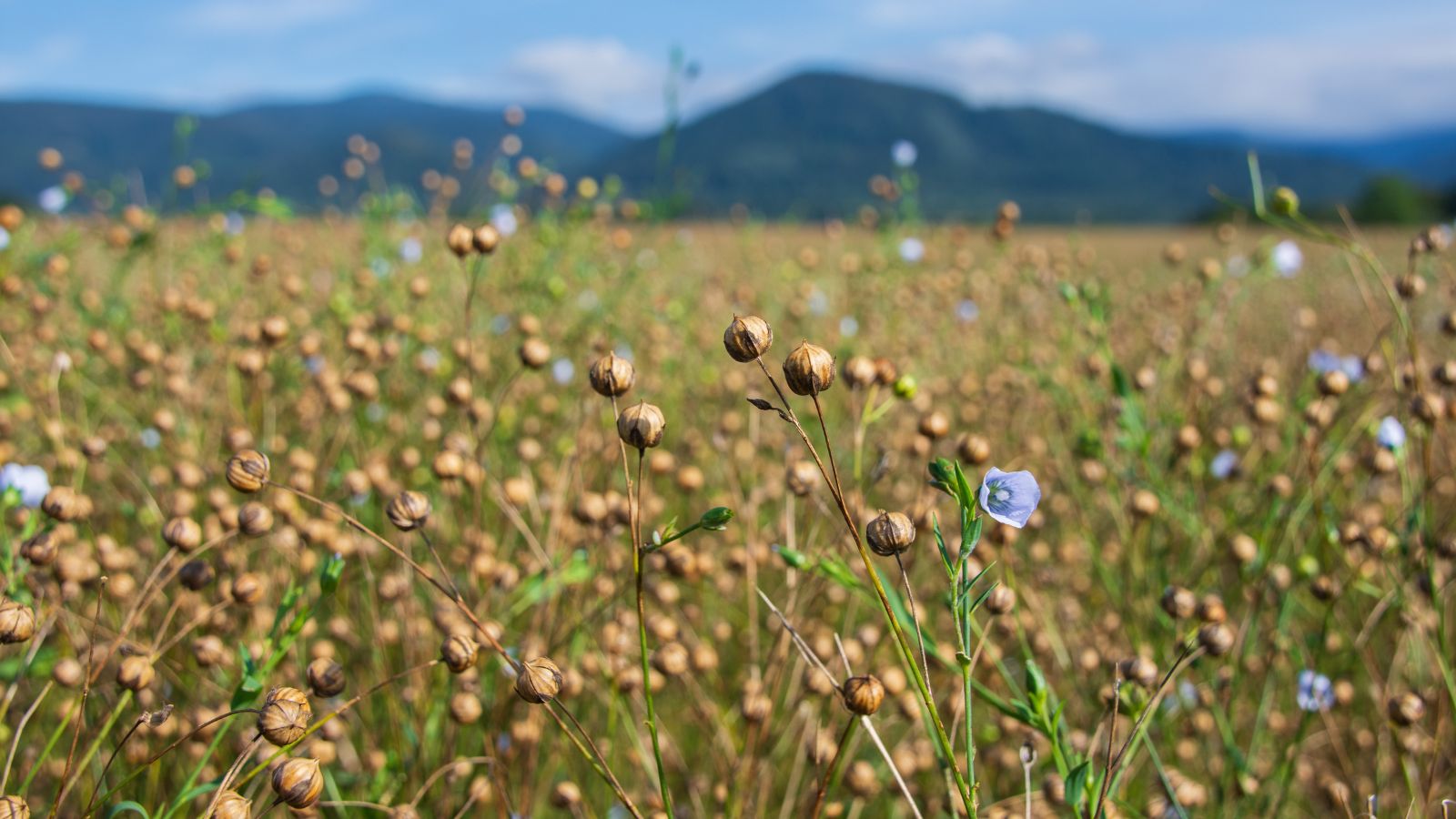 A shot of a large composition of buds and dainty blue flowers, alongside green stems and leaves, all situated in a well lit farm area outdoors