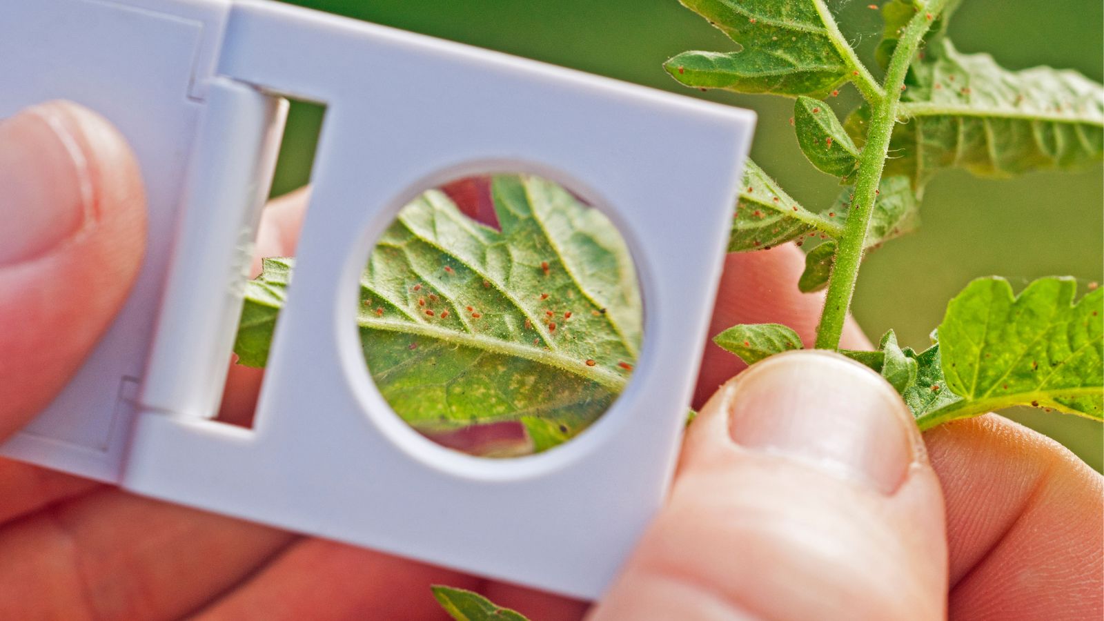 A shot of a person in the process of inspecting a leaf infected with small spider mite insects, all situated in a well lit area outdoors