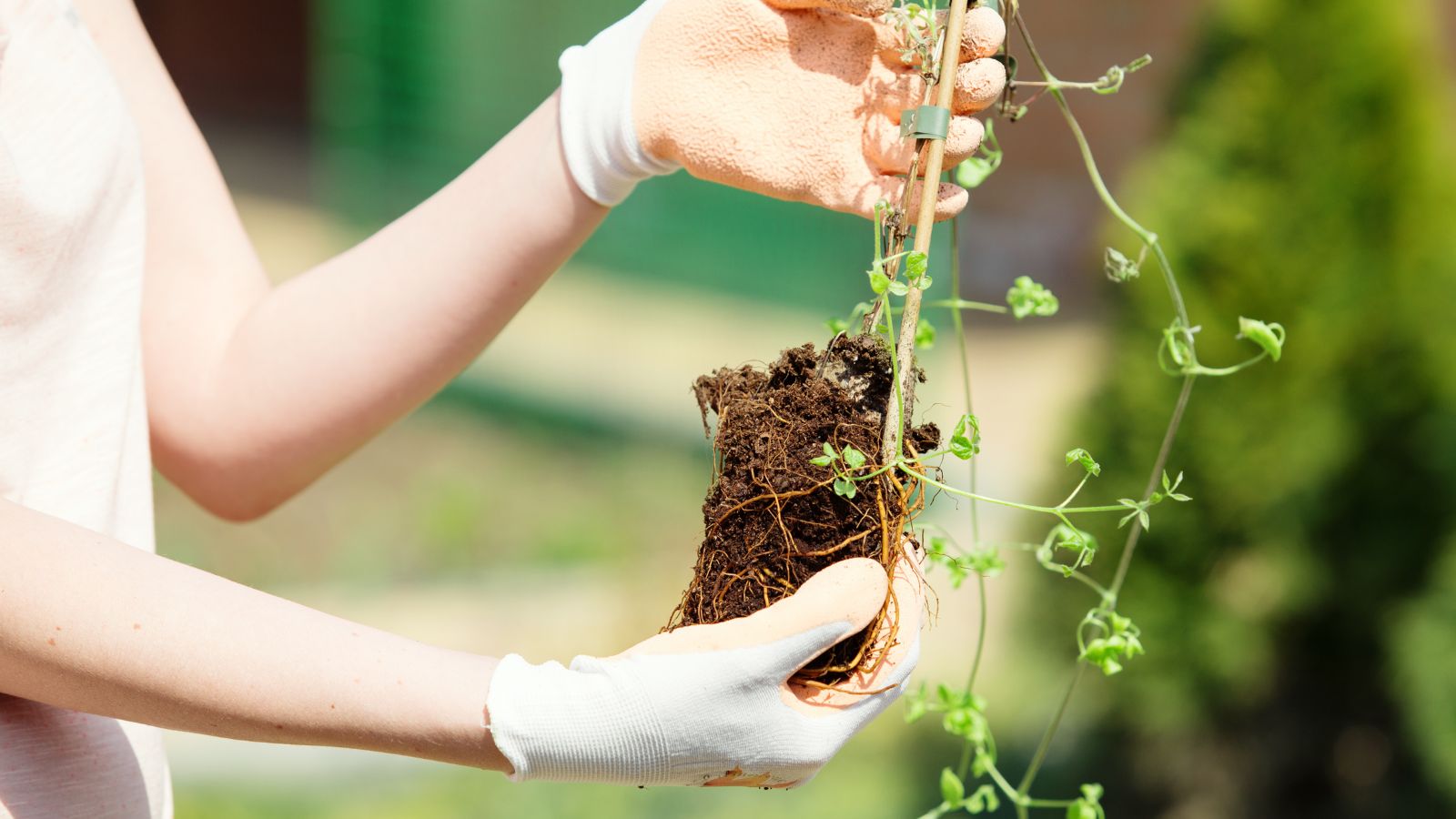 A shot of a person in the process of transplanting a developing seedling outdoors