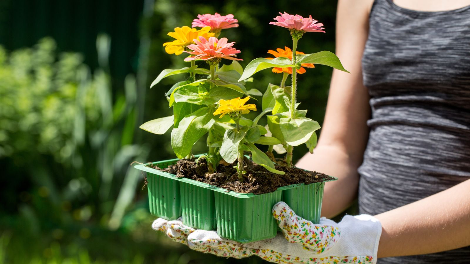 A shot of a person in the process of transplanting seedlings of a flower in a well lit area