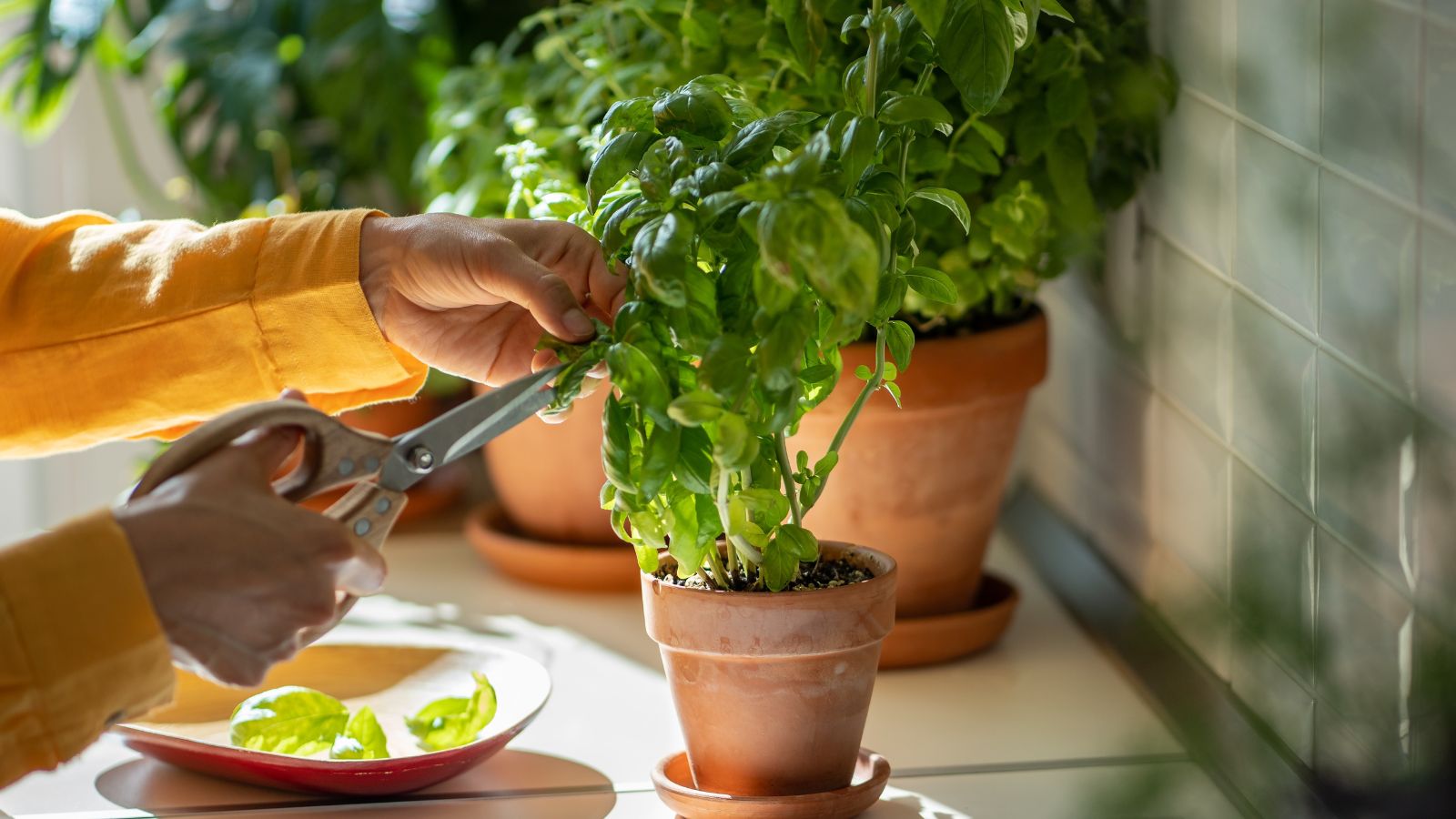 A shot of a person's hands using scissors to collect several leaves of a developing and potted aromatic herb indoors