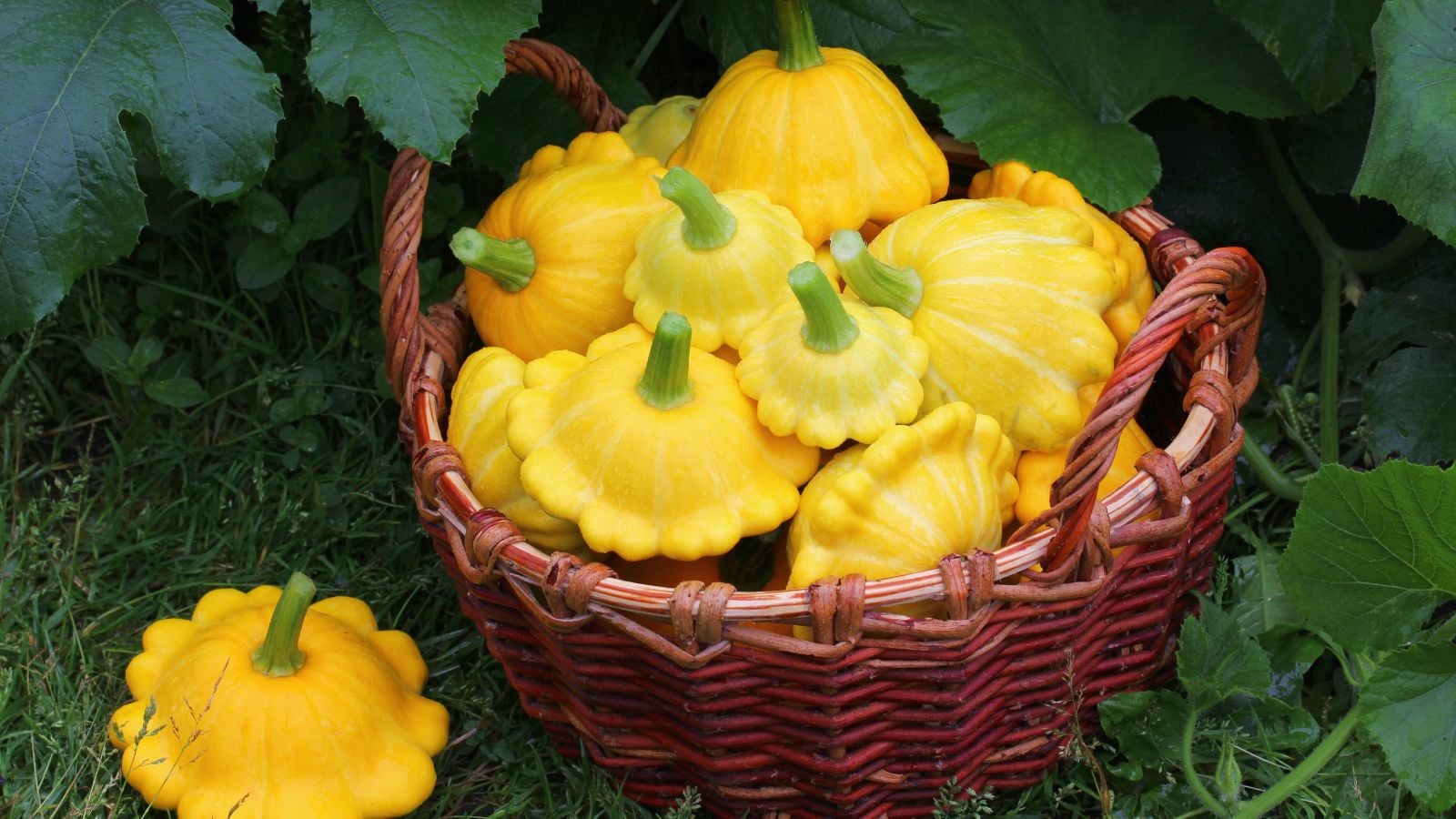 A shot of a pile of freshly harvested yellow colored and uniquely-shaped crops on a wicker basket called pattypan squash
