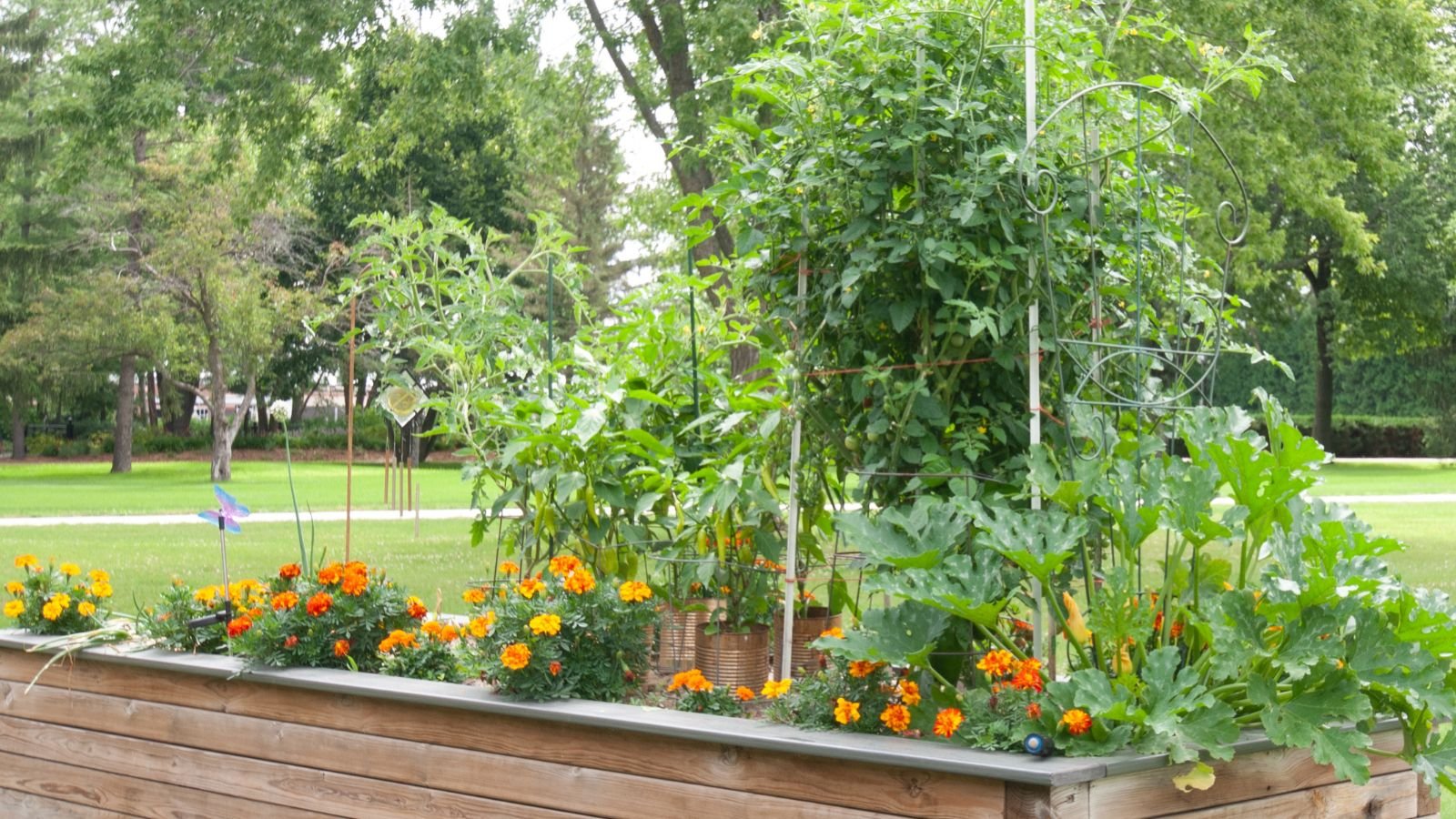 A shot of a raised bed with a composition of marigolds and several developing crops
