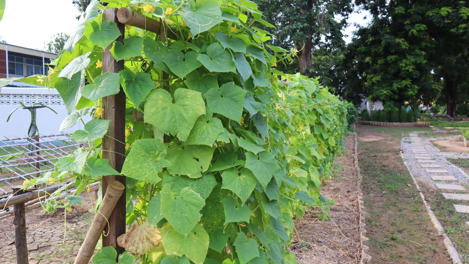 A shot of a row of large green leaves, vines and small yellow flowers of summer squashes, developing on a support structure outdoors
