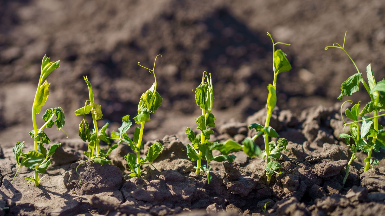 A shot of a row of wilting shoots of a crop, all placed in soil, basking in bright sunlight outdoors