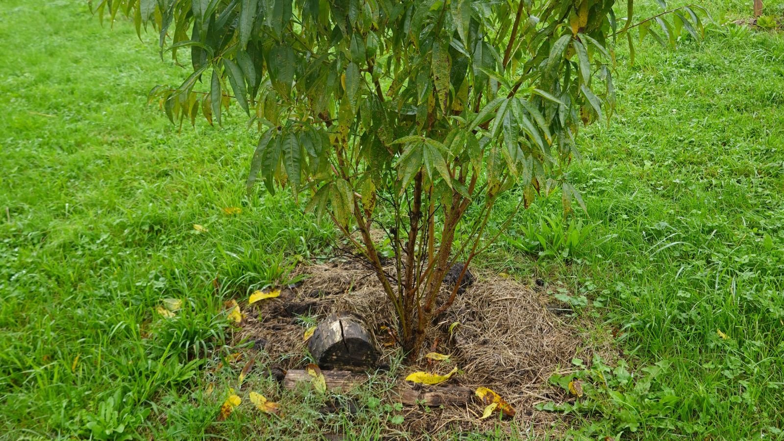 A shot of a sapling of a fruit-bearing plant in a well lit area outdoors