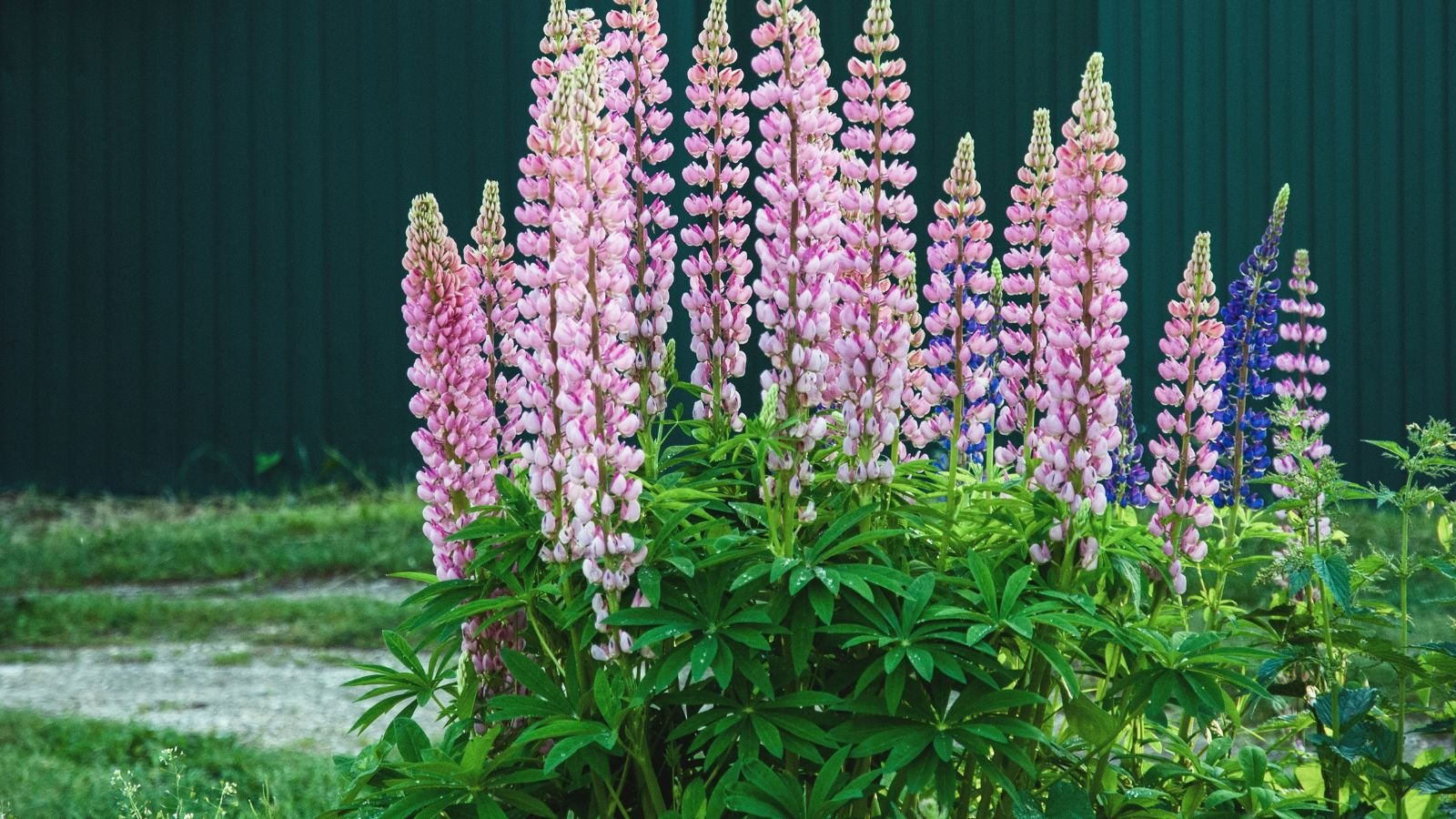 A shot of a small composition of an overgrowth of leaves and stems of pink flower spires