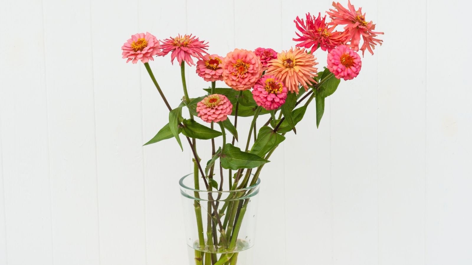 A shot of several cuttings of a flower placed in transparent vase with water in a well lit area indoors
