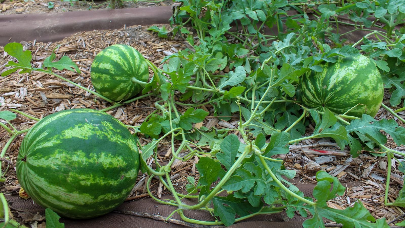 A shot of several developing round fruits attached to their vines and growing alongside its green leaves in a well lit area outdoors