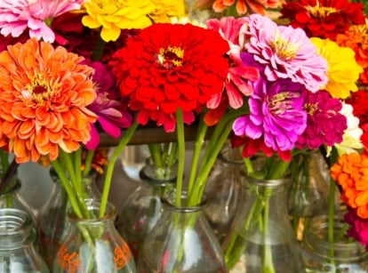 A shot of several flower cuttings placed on individual glass containers with water, showcasing how to make cut zinnias last