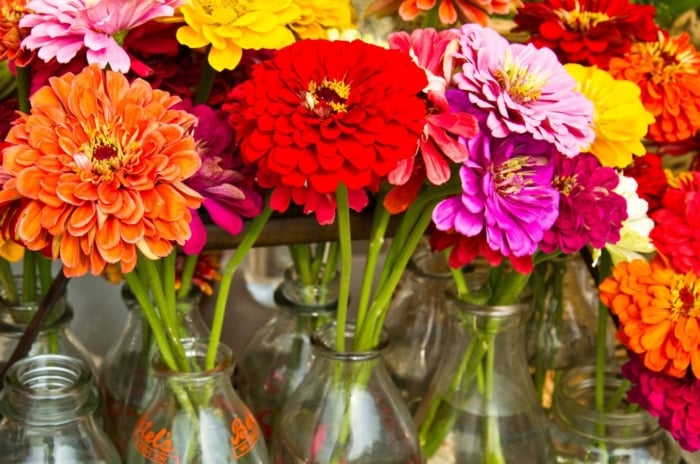 A shot of several flower cuttings placed on individual glass containers with water, showcasing how to make cut zinnias last