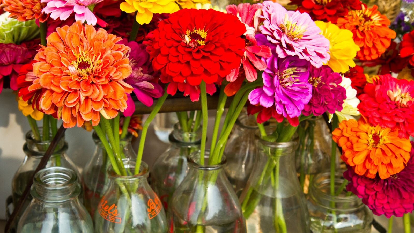 A shot of several freshly harvested flowers placed on several containers with water placed in a well lit area