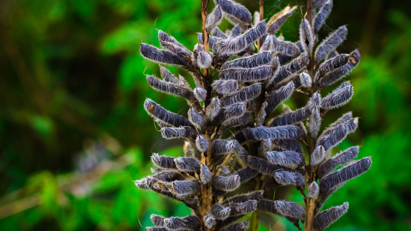 A shot of several ripening seed pods of a flower, growing along the sides of a tall stem, all situated in a well lit area outdoors