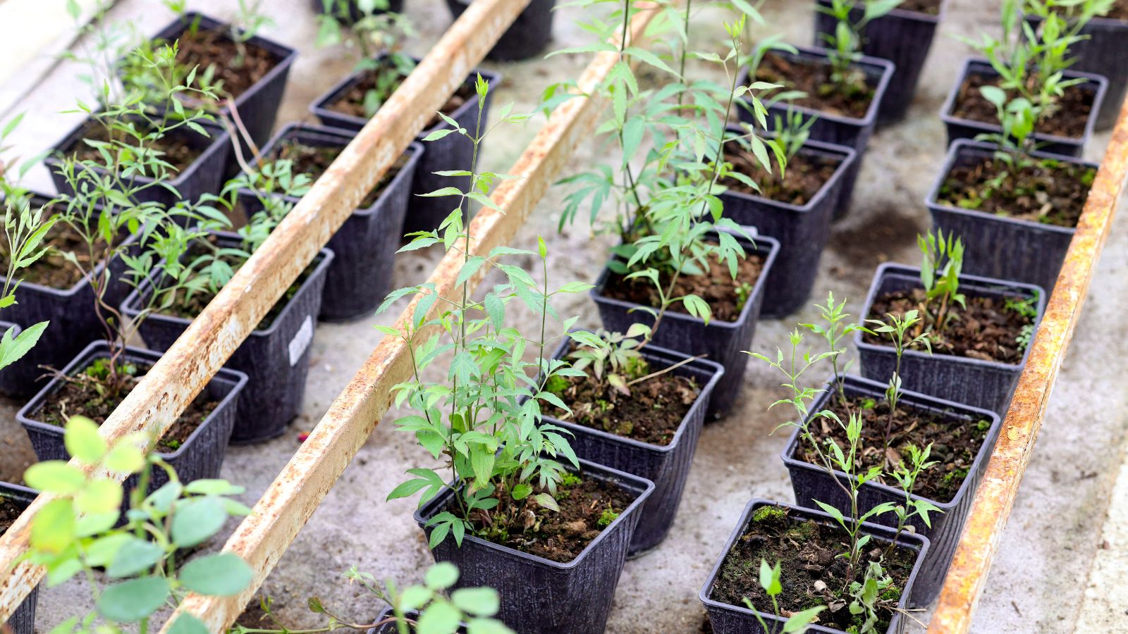 A shot of several rows of small planters with developing seedlings placed in a greenhouse area