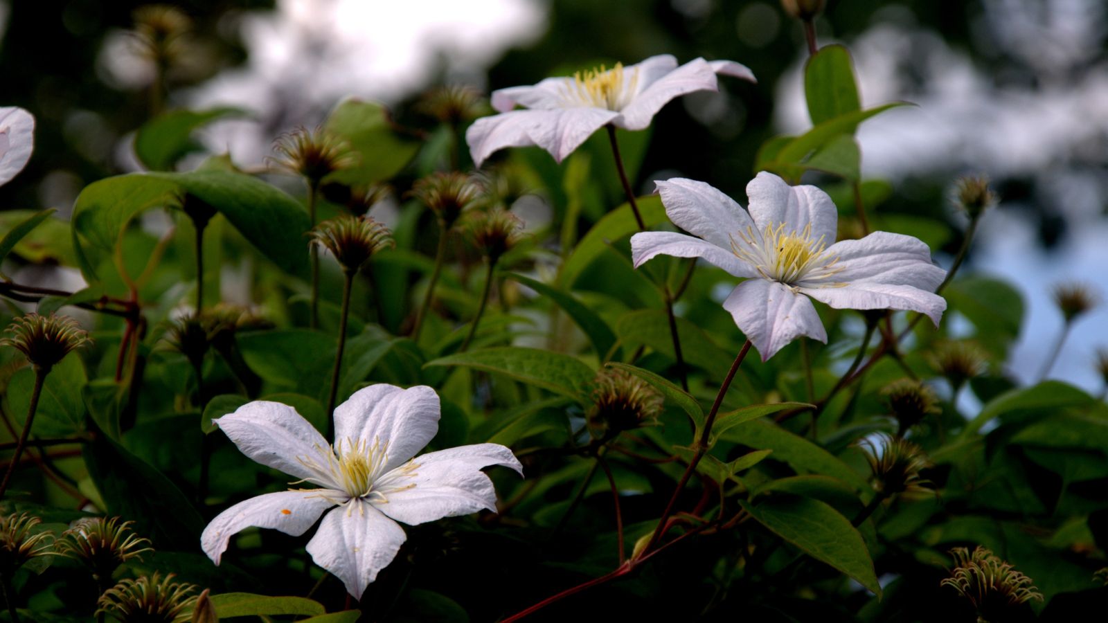 A small composition of delicate white blooms and their green foliage, placed in a well lit area outdoors