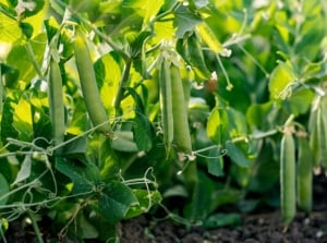 A small composition of developing green legume pods, alongside its vines and leaves, showcasing how to plant peas in July