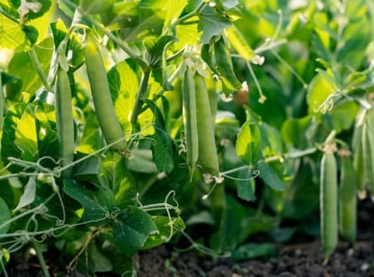 A small composition of developing green legume pods, alongside its vines and leaves, showcasing how to plant peas in July