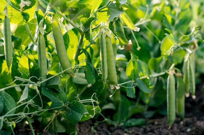 A small composition of developing green legume pods, alongside its vines and leaves, showcasing how to plant peas in July