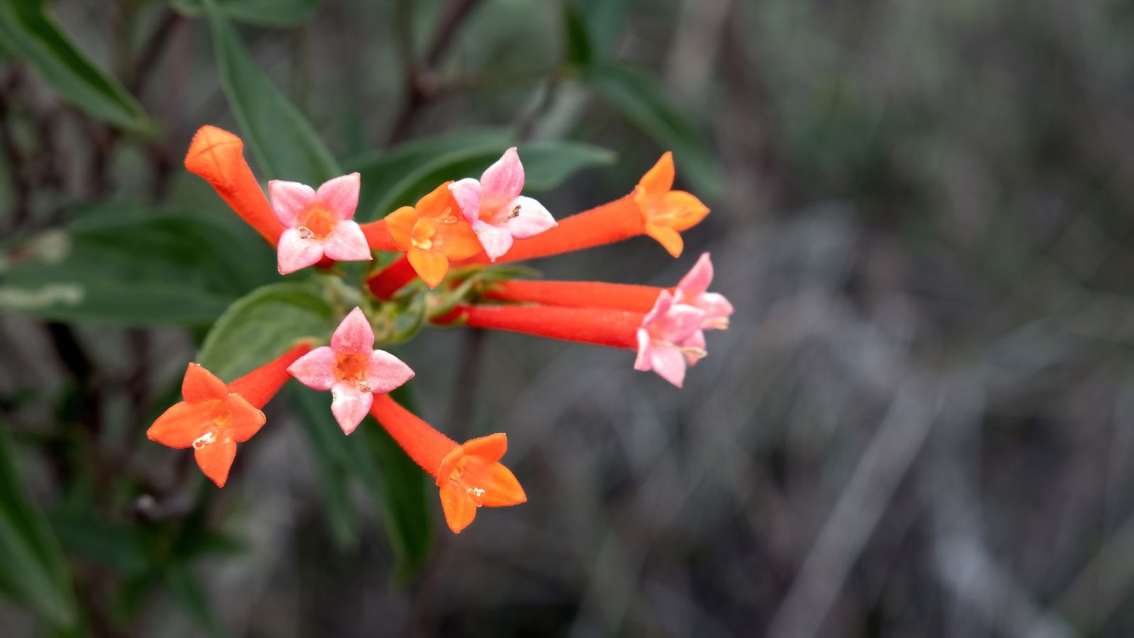 A sprig of Bouvardia ternifolia flowers, having red and pink blooms surrounded by deep green leaves