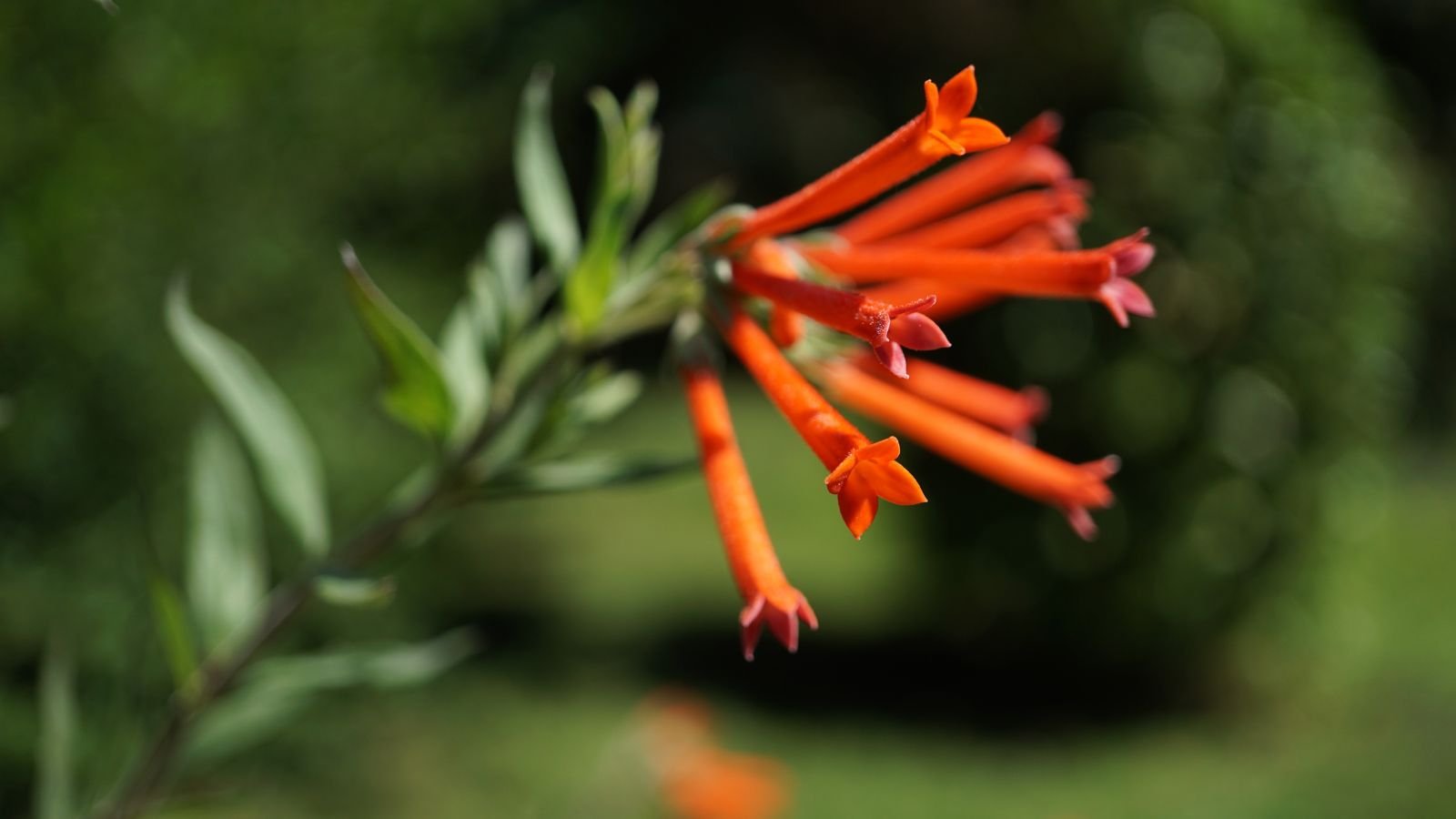 A stem of vibrant Bouvardia ternifolia blooms, appearing vividly red under the warm sunlight
