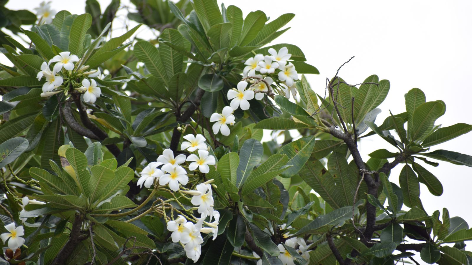 A tall plant with green leaves and dainty white flowers with a white and gloomy sky in the background
