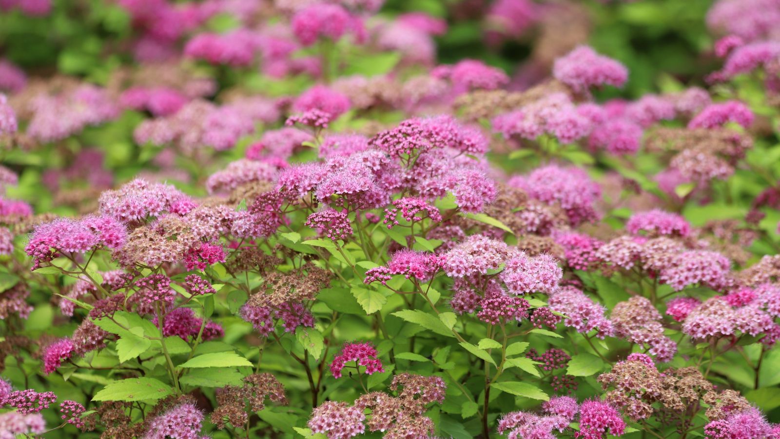 An area covered in shrubbery appearing to have bright green leaves and pink mounds of flowers