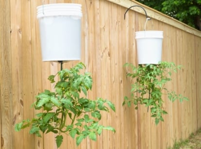 A tomato-growing trick meant to hold the plant upside down, using hooks and buckets with holes