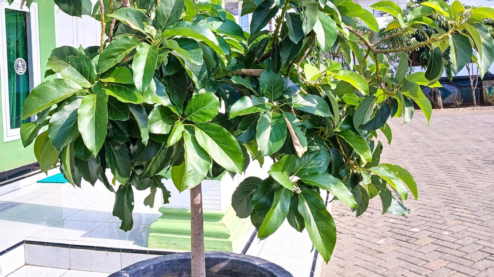 A young avocado tree with slender branches and broad, glossy green leaves grows upright in a pot placed outdoors.