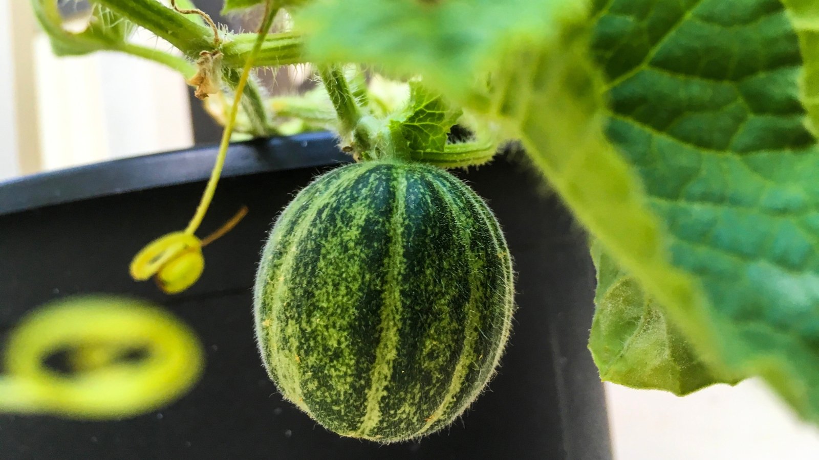 A young, round, dark green striped watermelon fruit hangs from slightly hairy stems with broad, lobed, green leaves from a large black pot in the garden.